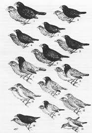 Medium ground finches could not compete with the large ground finches, so the survivors had smaller beaks. The Finches Of The Galapagos Male And Female Of Each Species 1 Download Scientific Diagram
