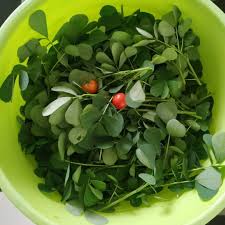 Image result for Senna tora