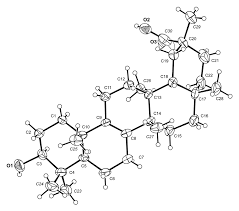 Image result for Cogniauxia
