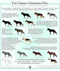 Black And Tan Faded German Shepherd Puppies The German Shepherd Dog Poster By 2woofs 1meow German Shepherd Dogs German Shepherd Training Shepherd Dog