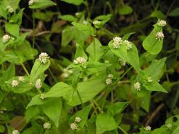 Image result for Persicaria nepalensis