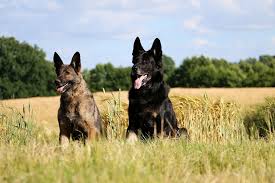 The german shepherd rottweiler dog is 50% german shepherd and 50% rottweiler. 5 Key Differences Between German Shepherds Dobermans