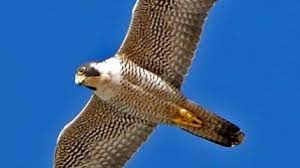 The peregrine falcon can be found not only in the lower 48 u.s. Falcon Physics The Science Of Diving Peregrine Falcons Everyone