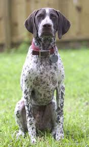Here Is What My Little Puppy Boyfriend Looks Like Handsome Boy He Is German Shorthaired Pointer Dog Dog Breeds German Shorthaired Pointer