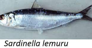 Klasifiksi Dan Morfologi Ikan Lemuru Ikan Dan Laut