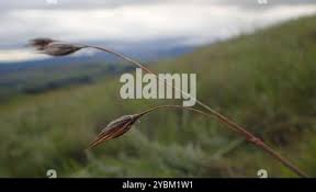 Image result for Tristachya