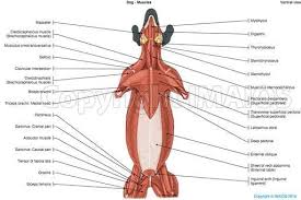 Almost every movement in the body is the outcome of muscle contraction. Kopek Kaslar Musculus Sternocephalicus Dis Abdominal Oblik Derin Pektoral Pectoralis Ascendens Dog Anatomy Cat Anatomy Muscle Anatomy