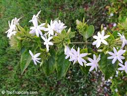 Image result for Jasminum multiflorum