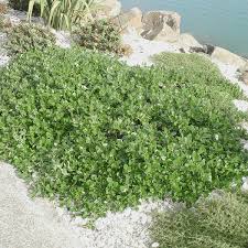 Image result for Coprosma