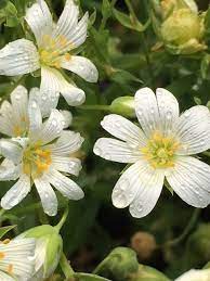 Country life march 30, 2021. Greater Stitchwort Plugs Stellaria Holostea Uk Delivery Naturescape