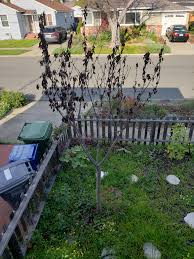 When these trees first bloom, their leaves are. Is It Dead Dying Kwanzan Cherry Tree Got Hit By Some Drought And Leaves Dried Up In Fall But I Couldn T Get Them To Fall Off As You Can See The Leaves Are