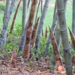 Diibaratkan sebagai condong ditumpil, lemah dianduh. Peribahasa Archives Page 28 Of 31 Peribahasa Info