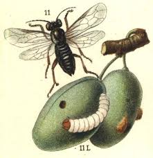 Picture of Hoplocampa