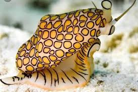 Image result for Elaphoglossum tanganjicense