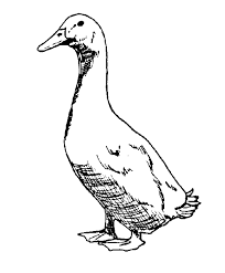 Realistic Goose Printable Animal Coloring Pages Gif 1038 1255 Animal Coloring Pages Bear Coloring Pages Coloring Pages