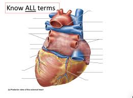 The coronary arteries also include the collateral coronary arteries, small blood vessels that connect the normal coronary arteries with one another. Posterior View Of The External Heart Diagram Quizlet