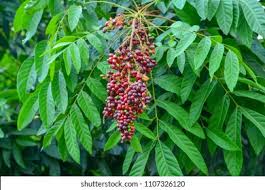 Image result for Lepisanthes