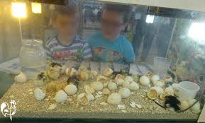 Do i put eggs straight into incubator? A Homemade Incubator To Hatch Chicken Eggs Can You Diy It