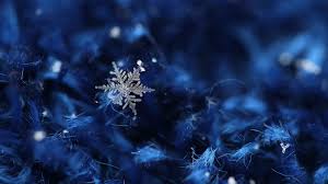 Find the best snowflake desktop background on getwallpapers. Snowflake Hd Wallpapers 20 Images Wallpaperboat