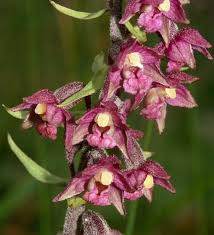 Image result for Epipactis africana