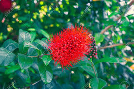 Image result for Combretum constrictum