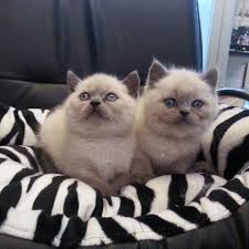 Evcilpet34 Safkan Yavrular On Instagram Veteriner Kontrollu Blue Point British Shorthair Yavrularimiz Ic Dis Parazitleri Yapilmis Olu Animals Cats Instagram