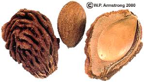 Pit Grinding The Seeds Have A Lot Of Nutritional Value Too Fruit Seeds Nutrition Food List Fruit