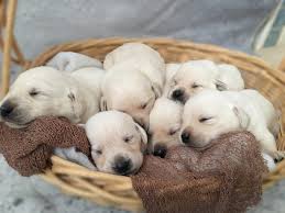 Available White Labrador Retriever Puppies For Sale Silver And Charcoal Kennels