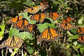 Aumenta La Superficie Ocupada Por La Mariposa Monarca En Los Santuarios Mexicanos Wwf
