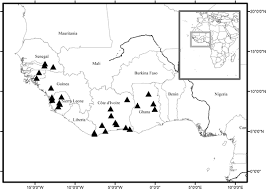 Image result for Neoholstia tenuifolia