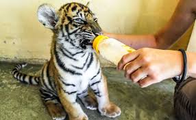 Baby Animals Zoos Secret Weapon To Make You Forget About Harambe Baby Animals Baby Tiger Animals