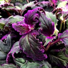 Image result for Gynura