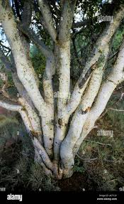 Image result for Commiphora pedunculata