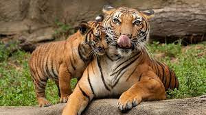 The tigress does not breed again until her cubs are independent. How Long Do Tigers Live