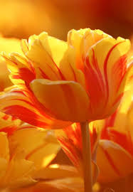 Orange Tulips Flowers Wallpapers Download Beautiful Flowers Hd Wallpapers And Desktop Backgrounds Images Sourc Beautiful Flowers Yellow Flowers Orange Tulips