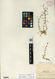 Image result for Stemodiopsis buchananii