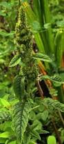 Image result for Amaranthus praetermissus