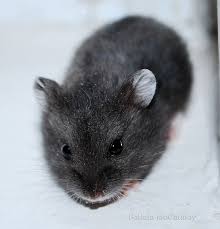 Black And White Syrian Hamster For Sale Black Campbell S Dwarf Hamster Dwarf Hamster Hamster Cute Hamsters