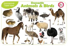 This Is A List Of Animals That Have Been Domesticated By Humans Description From Imgarcade Com I Searched For This On Animals Farm Animals List Farm Animals