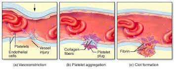 The Three Homeostatic Mechanism For Platelets To Stop A Bleed Are Vascular Spasms Platelet Formations And Coagulation The Vasc Physiology Platelets Vascular