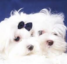 If you think that the hair is growing too long, give your puppy a little trim. Cute Maltese Hair Cuts And Styles