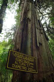 I Am The Lorax I Speak For The Trees Vietnamese El Abuelo A 2600 Year Old Endemic Alerce Tree In Los Alerces National Park The Park Is Threatened By A Cyanide Gold Mine Proposal Earthworks Pinteres