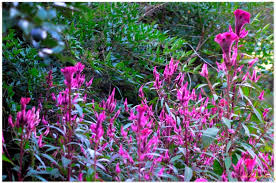 Image result for Celosia stuhlmanniana