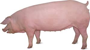 Tokeo la picha la pig