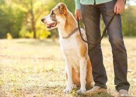 Gribe ,soğuk alınlığına şifa gibi anne i̇lacı nane limon nasıl yapılır? Kopek Tuylerini Kiyafetlerden Temizlemek Icin 5 Ipucu My Animals
