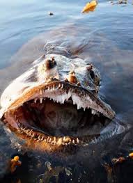 10 Most Dangerous Ocean Creatures In The World Fish Hunt Buzz Scary Ocean Ocean Creatures Underwater Creatures