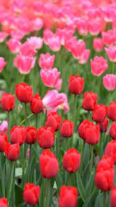 Pink And Red Tulips Farm Wallpaper Hd Flower Wallpaper Red Tulips Flowers