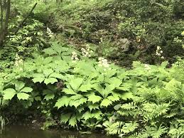 Image result for Launaea rogersii