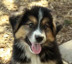 Image result for border collie german shepherd mix