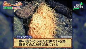 アメフラシの卵塊ウミソウメン
